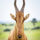 Antelope : Uganda