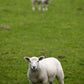 Lambs In A Field