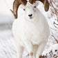 Front View Of A Full-Curl Dall Sheep Ram