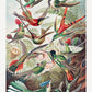 Trochilidae–Kolibris from Kunstformen der Natur