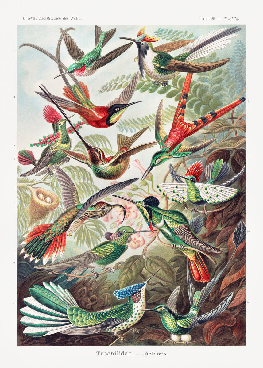 Trochilidae–Kolibris from Kunstformen der Natur
