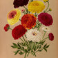Double French Ranunculus 1872