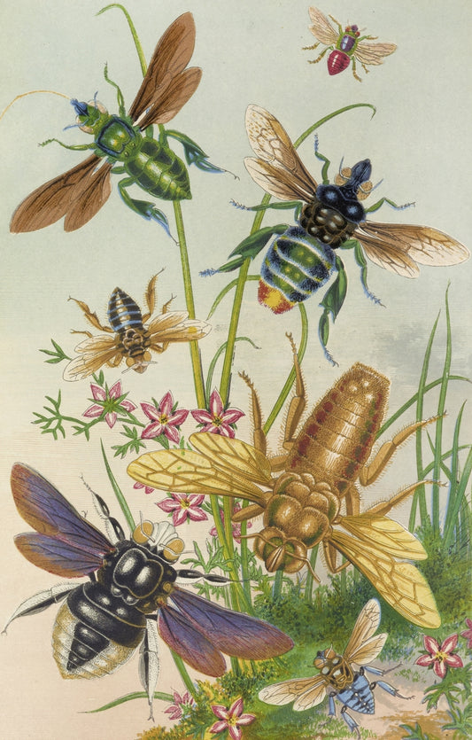 Bees And Their Conterfeits 1871