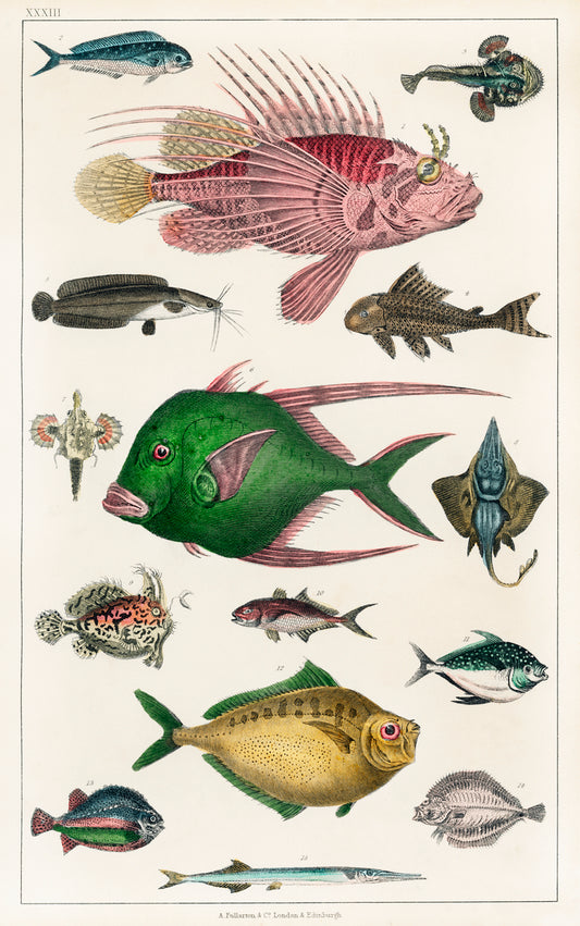 Various Fishes from A History of the Earth and Animated Nature 1820
