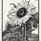 Black and White Sunflower Vintage Poster